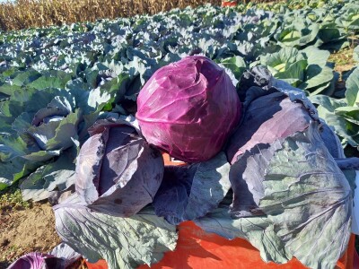 Agrimatco: Dani polja 2022. - Čelarevo