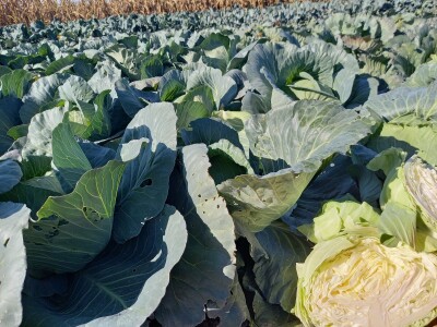 Agrimatco: Dani polja 2022. - Čelarevo