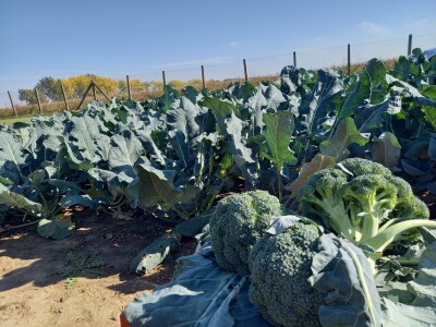 Agrimatco: Dani polja 2022. - Čelarevo