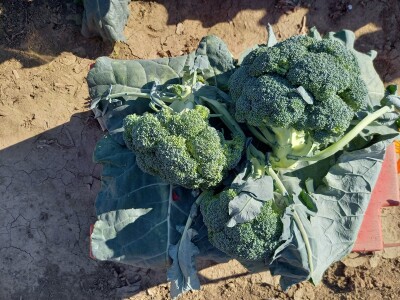 Agrimatco: Dani polja 2022. - Čelarevo