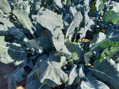 Agrimatco: Dani polja 2022. - Čelarevo