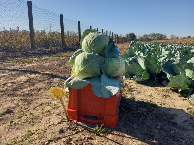 Agrimatco: Dani polja 2022. - Čelarevo