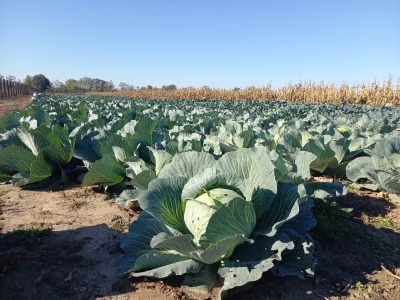 Agrimatco: Dani polja 2022. - Čelarevo