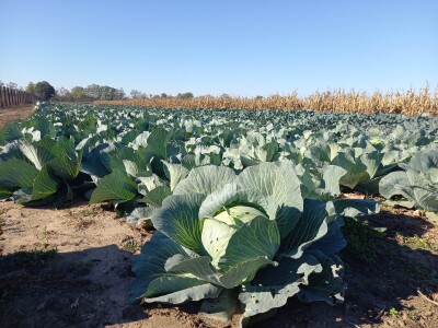 Agrimatco: Dani polja 2022. - Čelarevo