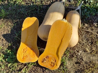 Agrimatco: Dani polja 2022. - Čelarevo