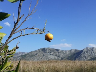Agro etno park Žabac- Slat Fest