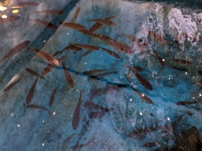 Agro etno park Žabac- Slat Fest