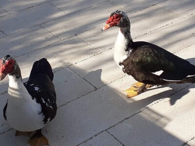 Agro etno park Žabac- Slat Fest
