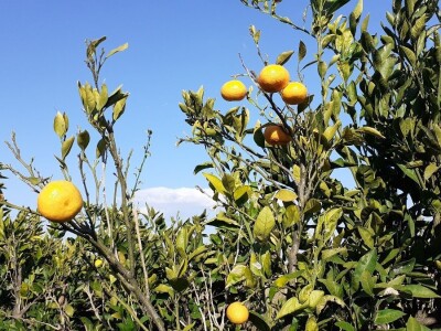 Agro etno park Žabac- Slat Fest