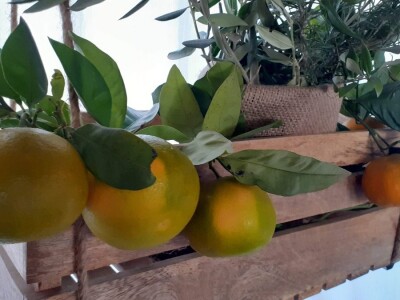 Agro etno park Žabac- Slat Fest