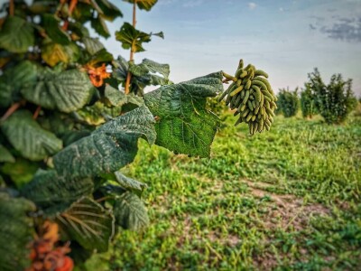 Agro HAHA, obrt u poljoprivredi