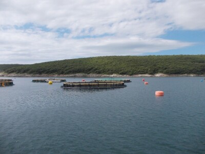 Uzgajalište morske ribe u Budavi