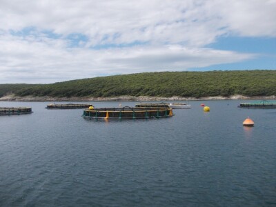 Uzgajalište morske ribe u Budavi