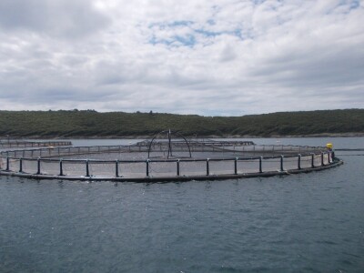 Uzgajalište morske ribe u Budavi