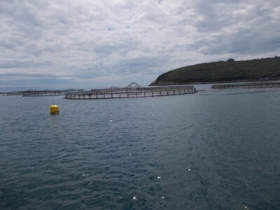 Uzgajalište morske ribe u Budavi