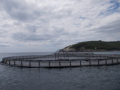 Uzgajalište morske ribe u Budavi