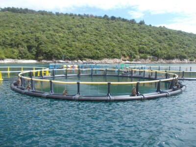 Uzgajalište morske ribe u Budavi