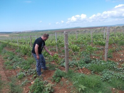 Aleksandar Bašić Palković, direktor Agroprodukta