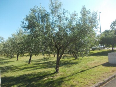 Istarsko maslinarstvo