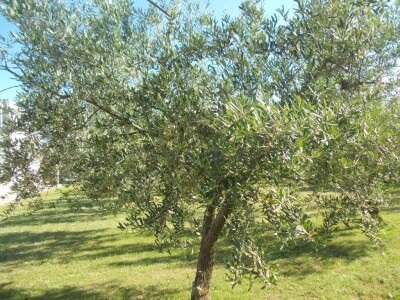 Najzasutpljenija sorta je Istarska bjelica