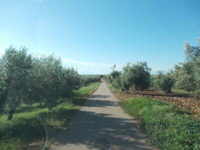 Suvremeni nasadi omogućavaju upotrebu mehanizacije