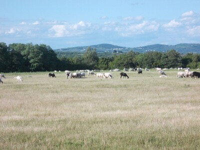 Boškarin na pašnjacima