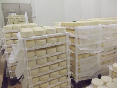 Sirovina isključivo od ovaca i krava s paše