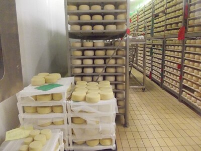 Kapacitet je 300 tona sira