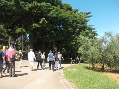 Istarsko maslinarstvo