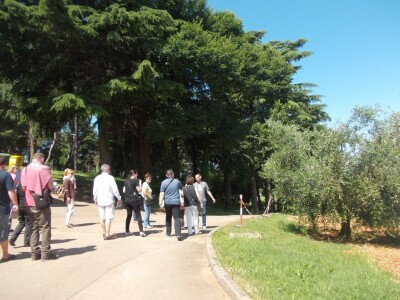 Istarsko maslinarstvo