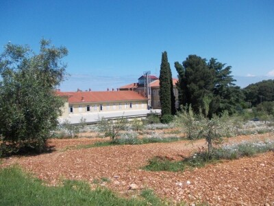 Istarsko maslinarstvo