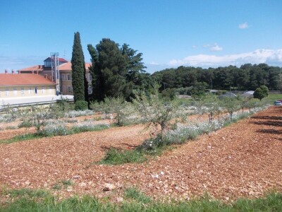 Istraživački rad u maslinarstvu