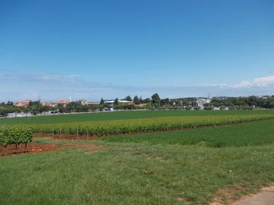 Pokusni vinogradi Instituta za turizam i poljoprivredu