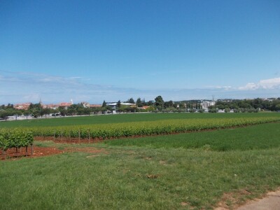 Pokusni vinogradi Instituta za turizam i poljoprivredu