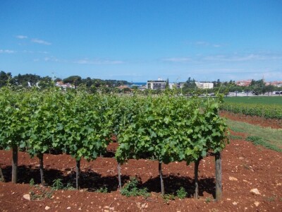 Istražuje se na raznim podlogama