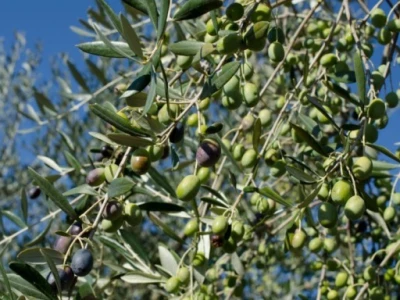 Maslinici