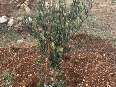 Agro turistički objekt u Katunima, općina Šestanovac Agro turistički objekt u Katunima, općina Šestanovac