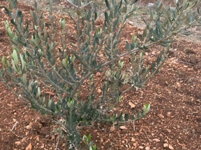 Agro turistički objekt u Katunima, općina Šestanovac Agro turistički objekt u Katunima, općina Šestanovac