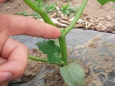 Agro-Velić iz iz Velike Kladuše