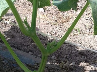 Agro-Velić iz iz Velike Kladuše