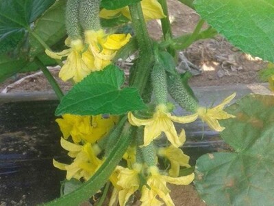 Agro-Velić iz iz Velike Kladuše