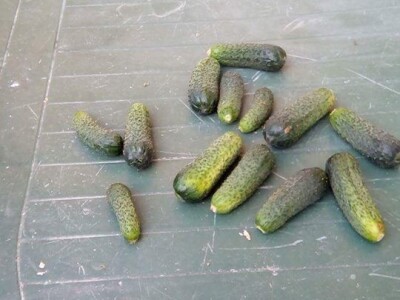 Agro-Velić iz iz Velike Kladuše