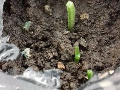 Agro-Velić iz iz Velike Kladuše