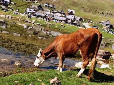AGRObjektiv - Fotografije sa studentskog fotokonkursa