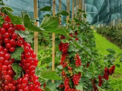 AGRObjektiv - Fotografije sa studentskog fotokonkursa