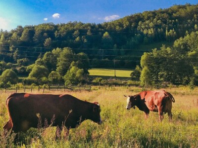 AGRObjektiv - Fotografije sa studentskog fotokonkursa