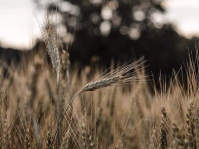 AGRObjektiv - Fotografije sa studentskog fotokonkursa