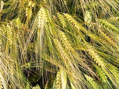 AgroChem MAKS - program SelectiS