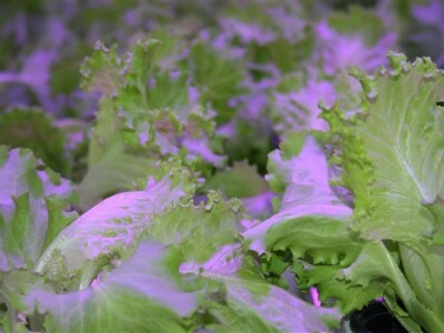 Meta-plast - uzgoj salate