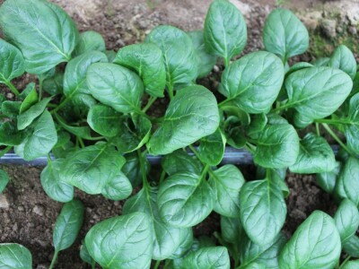 Agrofood organska proizvodnja